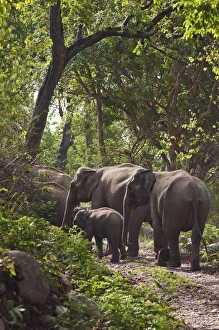 Corbett Prints: Indian / Asian Elephants in the Sal forest, Corbett National Park, India