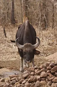 Tadoba National Park Prints: Indian Bison near waterhole, Tadoba Andheri Tiger Reserve (TATR), Maharashtra