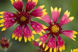 Images Dated 30th April 2009: Indian Blanket Flower, Gaillardia pulchella, Wildflowers, Hill Country, Brenham, Texas