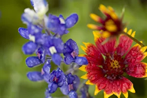 Images Dated 30th April 2009: Indian Blanket, Gaillardia pulchella, and Bluebonnets, Lupinus texensis, Wildflowers