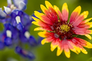 Frank Zurey Prints: Indian Blanket, Gaillardia pulchella, and Bluebonnets, Lupinus texensis, Wildflowers