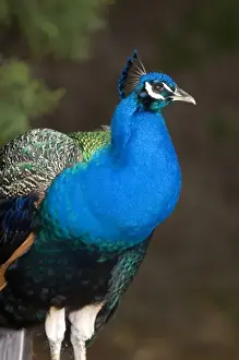 Images Dated 9th March 2009: Indian Blue Peacock at the Los Angeles County Arboretum and Botanical Garden in Arcadia