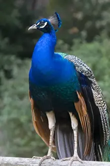 Images Dated 9th March 2009: Indian Blue Peacock at the Los Angeles County Arboretum and Botanical Garden in Arcadia