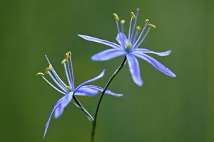 Herb Prints: Indian Camas, Tuolumne Meadows, Yosemite National Park, California