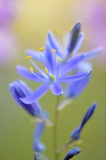 Indian Camas, Tuolumne Meadows, Yosemite National Park, California