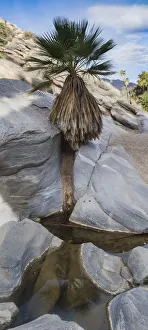 Images Dated 18th March 2019: Indian Canyons, Palm Springs, California