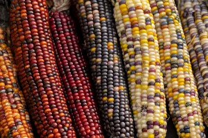 Zea Mays Prints: Indian corn