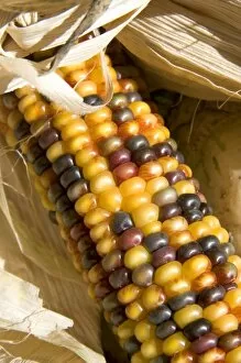 Indian corn display at a roadside fruit stand in Fruitland, Idaho