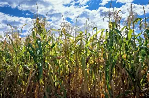 Great Plain Prints: Indian corn, also known as maize, was historically cultivated by tribes in Oklahoma