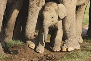 Images Dated 10th June 2008: Indian Elephant