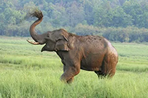 Images Dated 10th June 2008: Indian Elephant