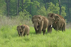 Family Prints: Indian Elephant