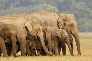 Indian Elephant herd in the grassland, Corbett National Park, India