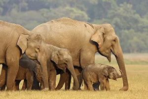Corbett Prints: Indian Elephant herd in the grassland, Corbett National Park, India