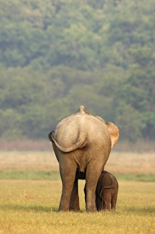 Images Dated 14th May 2008: Indian Elephant & young, Corbett National Park, India