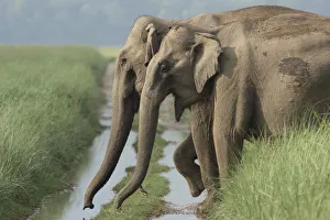 Corbett Prints: Indian Elephants