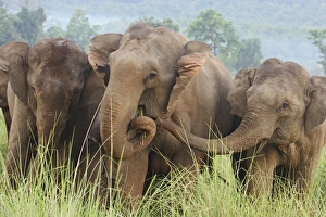 Indian Elephants feeding, Corbett National Park, India