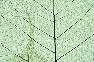 Single Object Prints: Indian Fig, (Ficus religiosa), or Peepal, close-up leaf detail, popular medicinal