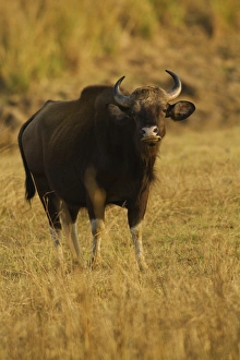 Images Dated 16th April 2012: Indian Gaur, Tadoba Andheri Tiger Reserve, India