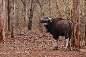 Ungulate Prints: Indian Gaur, Tadoba Andheri Tiger Reserve, India