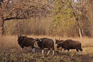 Ungulate Prints: Indian Gaurs in the summer grassland, Tadoba Andheri Tiger Reserve, India