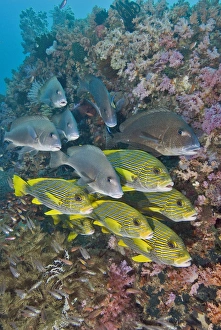 Images Dated 29th January 2007: Indian Ocean, Indonesia, Fakfak, Triton Bay