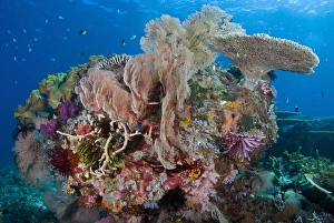 Images Dated 16th July 2008: Indian Ocean, Indonesia, Komodo National Park. Scenic of part of protected coral reef