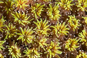 Images Dated 16th July 2008: Indian Ocean, Indonesia, Komodo National Park