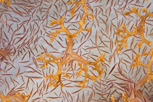 Indian Ocean, Indonesia, Papua, Raja Ampat. Detail of a soft coral polyps. Credit as