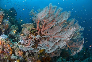 Images Dated 31st December 2007: Indian Ocean, Indonesia, Papua