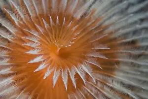 Indian Ocean, Indonesia, Papua, Fakfak. Close-up of feather-duster worm. Credit as