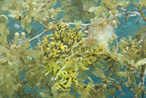 Images Dated 5th January 2007: Indian Ocean, Indonesia, Papua, Fakfak. Two frogfish camouflaged in seaweed. Credit as