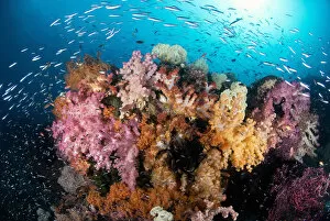 Indian Ocean, Indonesia, Papua, Raja Ampat. Colorful reef panorama with soft corals