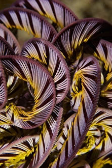 Images Dated 1st January 2008: Indian Ocean, Indonesia, Raja Ampat, Misool Island. Detail of a crinoid or featherstar