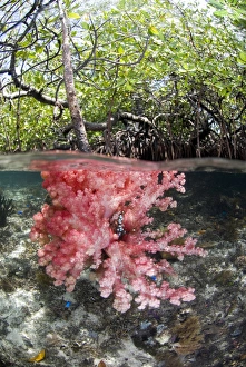 Indian Ocean, Indonesia, Raja Ampat, Misool Islands