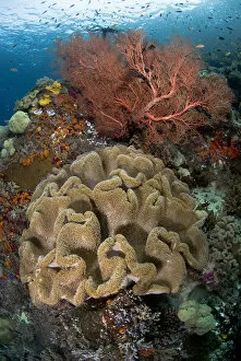 Images Dated 11th November 2007: Indian Ocean, Indonesia, Raja Ampat Islands. Pristine coral reef off Misool Island