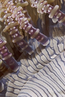 Images Dated 20th October 2007: Indian Ocean, Indonesia, Sulawesi Island, Lembeh Straits. Close-up of ringed tentacles