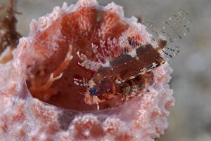 Images Dated 20th October 2007: Indian Ocean, Indonesia, Sulawesi Island, Lembeh Straits. Juvenile dendrochirus zebra