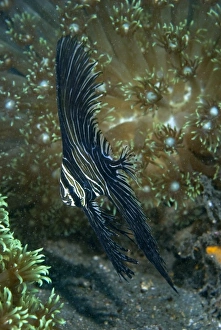 Images Dated 20th October 2007: Indian Ocean, Indonesia, Sulawesi Island