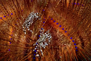 Images Dated 21st October 2007: Indian Ocean, Indonesia, Sulawesi Island, Lembeh Straits. Zebra crabs live in association