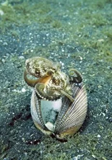 Images Dated 31st October 2007: Indian Ocean, Indonesia, Sulawesi Island, Lembeh Straits. An octopus claims a clam shell as a home