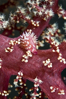 Images Dated 1st November 2007: Indian Ocean, Indonesia, Sulawesi Island, Lembeh Straits. An allied cowry mollusk