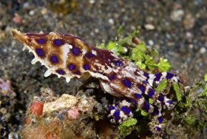 Images Dated 1st November 2007: Indian Ocean, Indonesia, Sulawesi Island, Lembeh Straits. A poisonous blue- ring