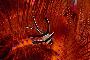 Indian Ocean, Indonesia, Sulawesi, Lembeh Straits