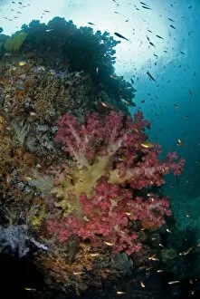Indian Ocean, Indonesia, Triton Bay. Soft coral growing on boulder