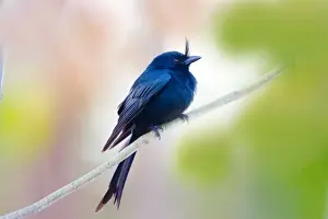 Images Dated 18th August 2007: Indian Ocean, Madagascar. Close-up of crested drongo perched on limb