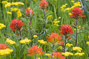 Images Dated 21st June 2008: Indian paintbrush