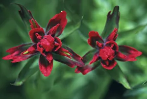 Images Dated 10th October 2007: Indian Paintbrush, Banff NP, Alberta, Canada