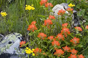 Images Dated 21st June 2008: Indian paintbrush and biscuitroot wildflowers with western serviceberry in the Many