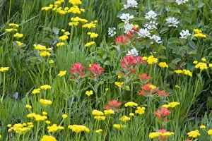 Images Dated 21st June 2008: Indian paintbrush and biscuitroot wildflowers with western serviceberry in the Many